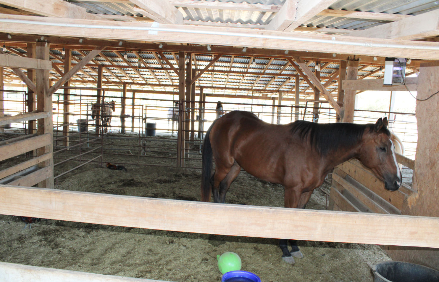 horse-boarding-at-hollow-tree-ranch